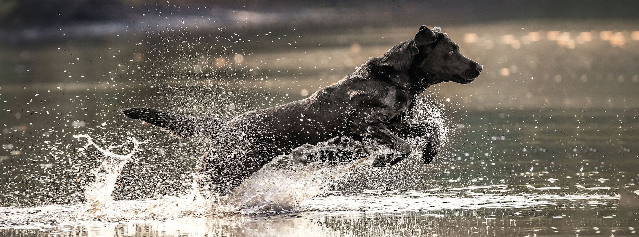 Svart labrador springer genom grunt vatten och skvätter vatten omkring sig i en naturlig utomhusmiljö.