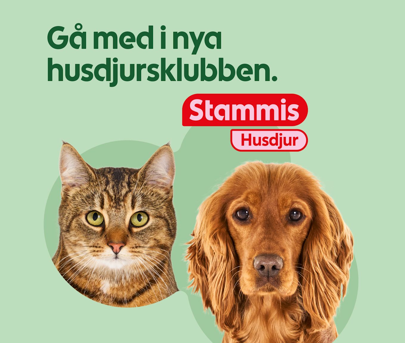 En brun tabbykatt och en brun spanielhund tittar fram mot betraktaren mot en ljusgrön bakgrund med texten "Gå med i nya husdjursklubben. Stammis Husdjur".