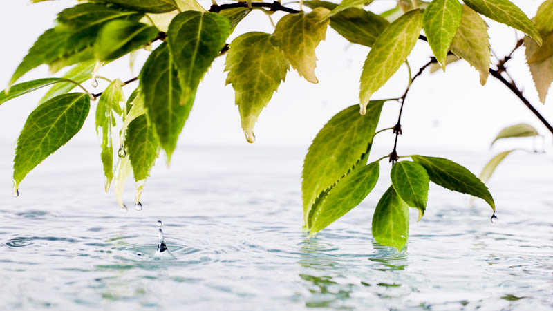 En gren med blad hänger ner och rör vid vattenytan.
