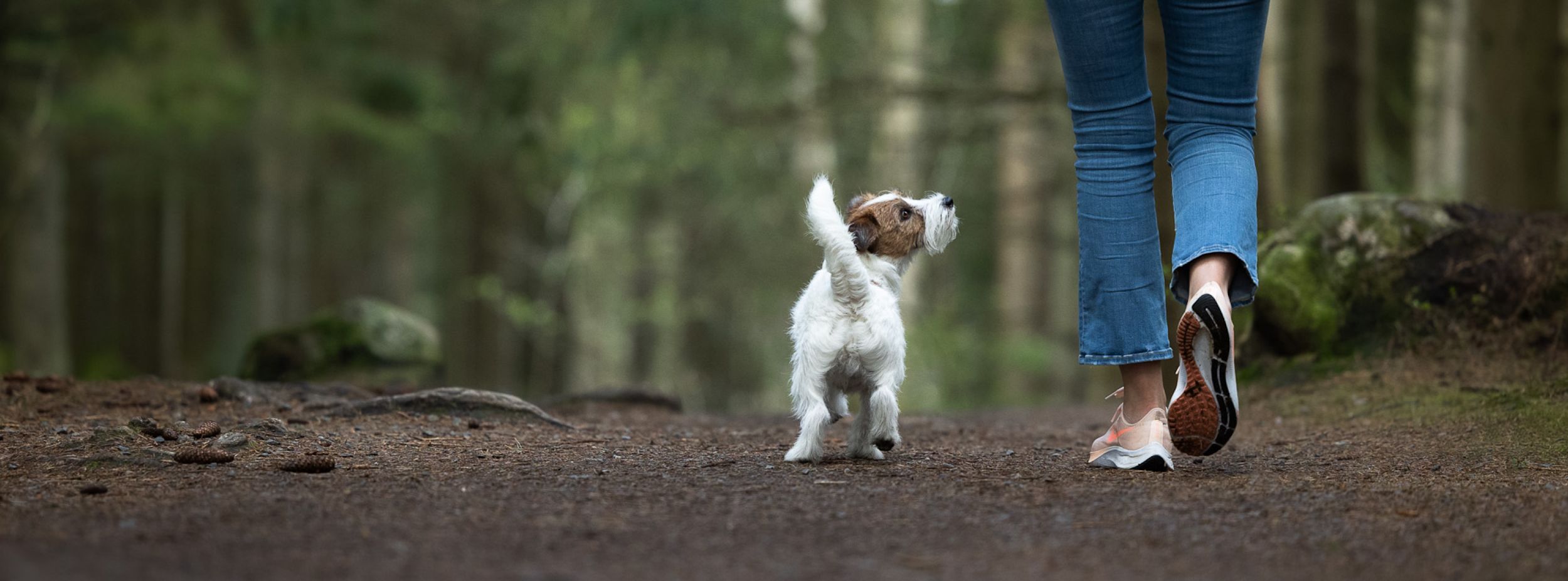 En liten hund går bredvid en person i jeans och sneakers på en skogsstig omgiven av träd.